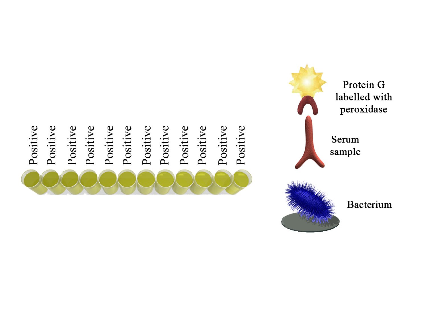 BIO K 404 - Monoscreen AbELISA Coxiella burnetii - phase 1 / indirect, monowell